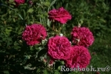 William Shakespeare 2000 William Shakespeare 2000