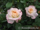 Augusta Luise Augusta Luise