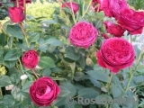 Falstaff® Falstaff®