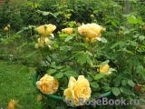 Golden Celebration® Golden Celebration®