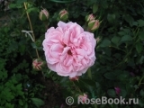 Home & Garden Home & Garden