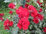Roter Korsar Roter Korsar