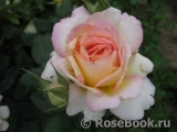 Rose des Cisterciens 