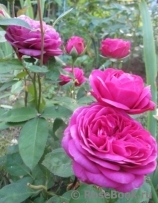 Heidi Klum Rose Heidi Klum Rose