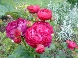 Ascot Ascot