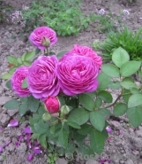 Heidi Klum Rose Heidi Klum Rose