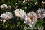 Generous Gardener, The Generous Gardener, The