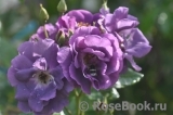 Blue for You Blue for You