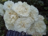 White Meidiland White Meidiland
