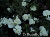 White Meidiland White Meidiland