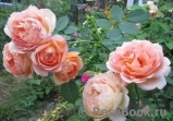 Lady of Shalott Lady of Shalott