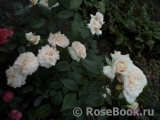 Lions Rose Lions Rose