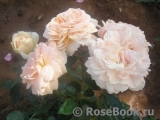 Garden of Roses Garden of Roses