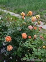 Lady of Shalott Lady of Shalott