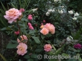 Augusta Luise Augusta Luise