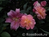 Augusta Luise Augusta Luise