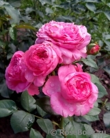 Baronesse Baronesse