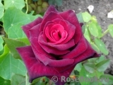 Black Baccara Black Baccara