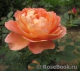 Lady of Shalott Lady of Shalott