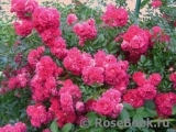 Excelsa Excelsa