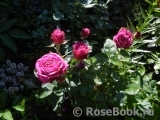 Heidi Klum Rose Heidi Klum Rose