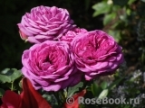 Heidi Klum Rose Heidi Klum Rose