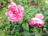 Henri le Sidaner® Henri le Sidaner®