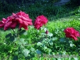 Grande Amore Grande Amore
