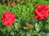Grande Amore Grande Amore