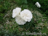 White Meidiland White Meidiland