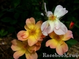 Alexandra Rose, The Alexandra Rose, The