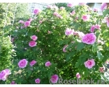 Gertrude Jekyll Gertrude Jekyll
