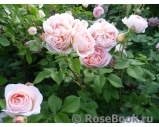 Abraham Darby Abraham Darby
