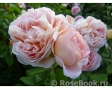 Abraham Darby Abraham Darby