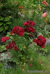 Red Sensation Red Sensation