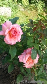 Augusta Luise Augusta Luise