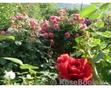 Rosarium Uetersen Rosarium Uetersen