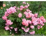 Rosarium Uetersen Rosarium Uetersen