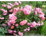Rosarium Uetersen Rosarium Uetersen