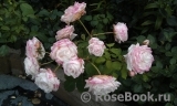 Rosa Belmonte Rosa Belmonte
