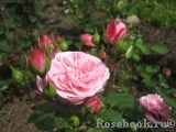 Mariatheresia Mariatheresia