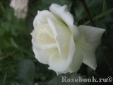 Alabaster Alabaster