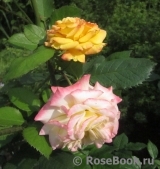 Gartenspass ® Gartenspass ®