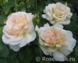 Chandos Beauty Chandos Beauty