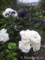 Aspirin Rose Aspirin Rose