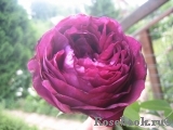 Falstaff® Falstaff®