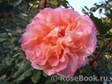 Augusta Luise Augusta Luise