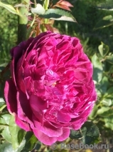 Falstaff® Falstaff®