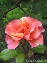 Sorbet Fruite Sorbet Fruite