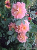 Westerland Westerland